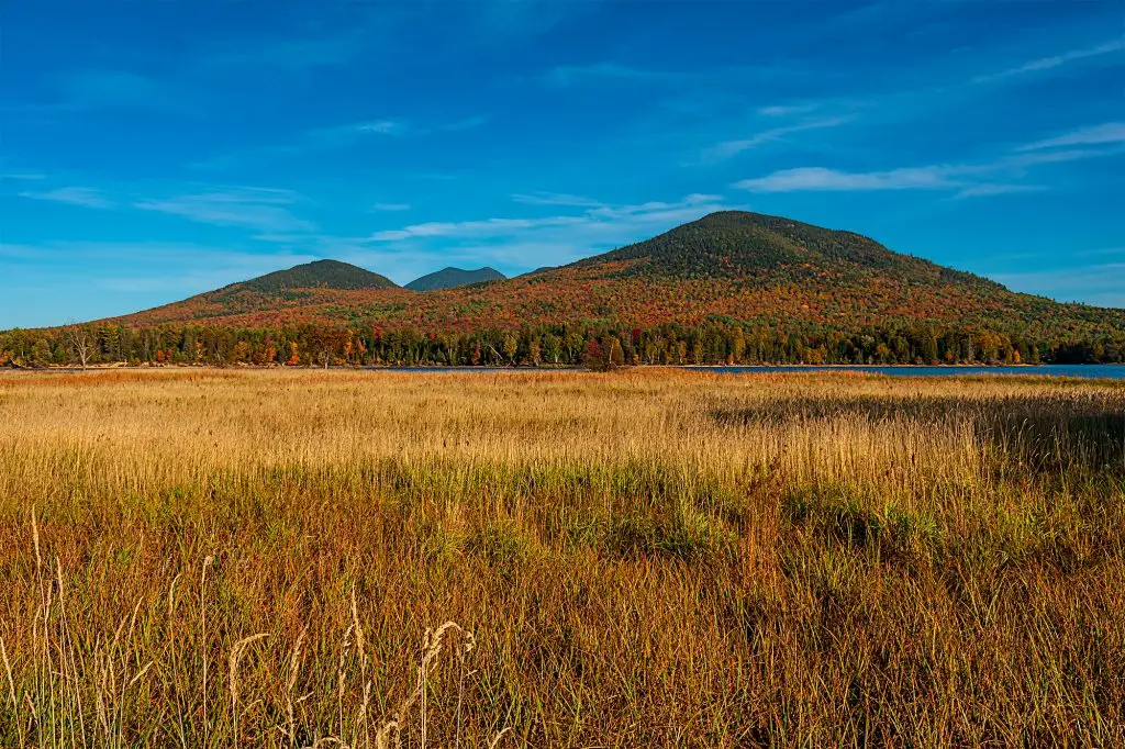 Mountains in Western Maine with autumn foliage, seen across a golden field of grasses beneath a bright blue sky.