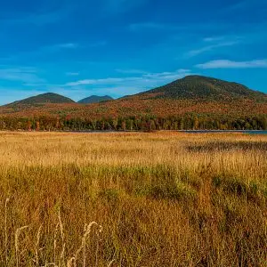 Mountains in Western Maine with autumn foliage, seen across a golden field of grasses beneath a bright blue sky.