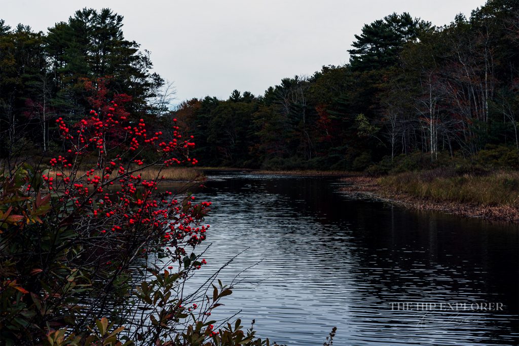 Red berries stand bright against a dark reflective river and wooded shoreline near Pemaquid Point, Maine.