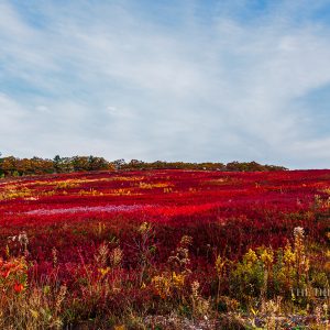 Brilliant red blueberry fields in Northport, Maine, stretch across a hillside under a soft autumn sky.