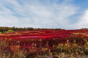 Brilliant red blueberry fields in Northport, Maine, stretch across a hillside under a soft autumn sky.