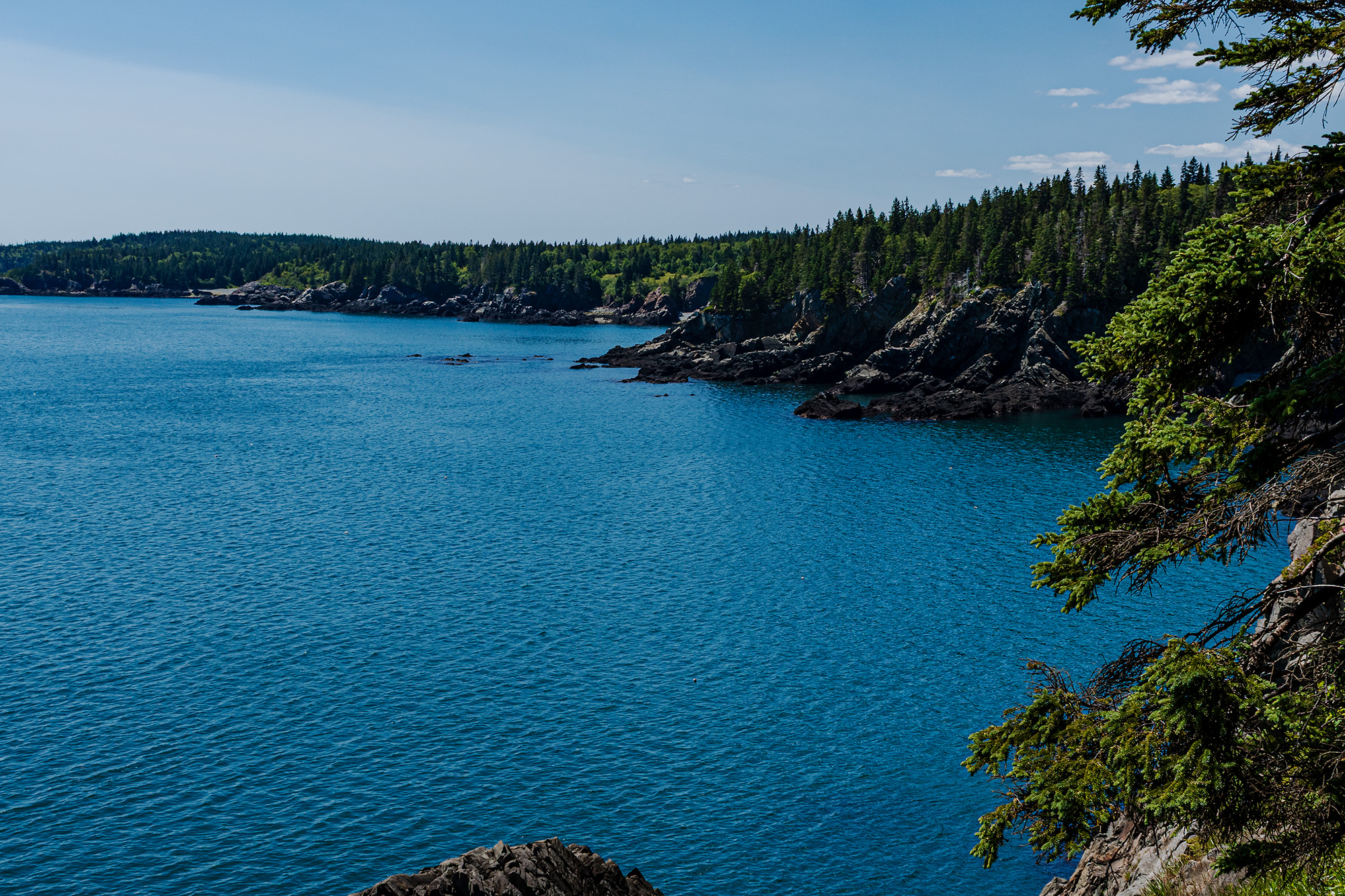 Rocky cliffs and evergreen forest along the blue waters of the Cutler Coast on a clear summer day in Downeast Maine.