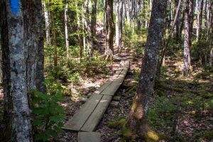 Wooden boardwalk winding through a sunlit forest on the Cutler Coast Trail.