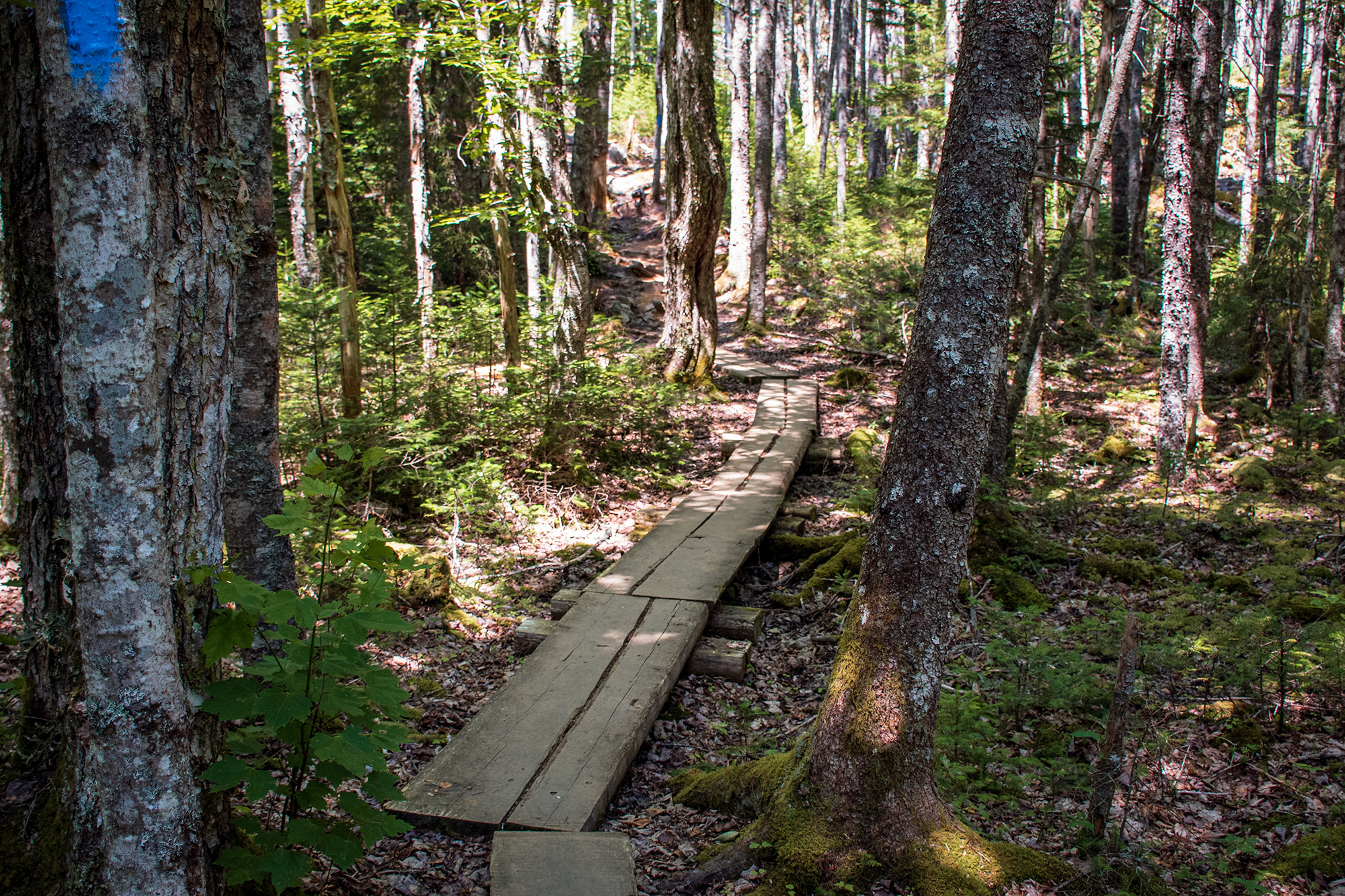 Wooden boardwalk winding through a sunlit forest on the Cutler Coast Trail.