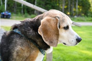 Older beagle mix sitting outdoors, looking off into the distance in soft afternoon light.