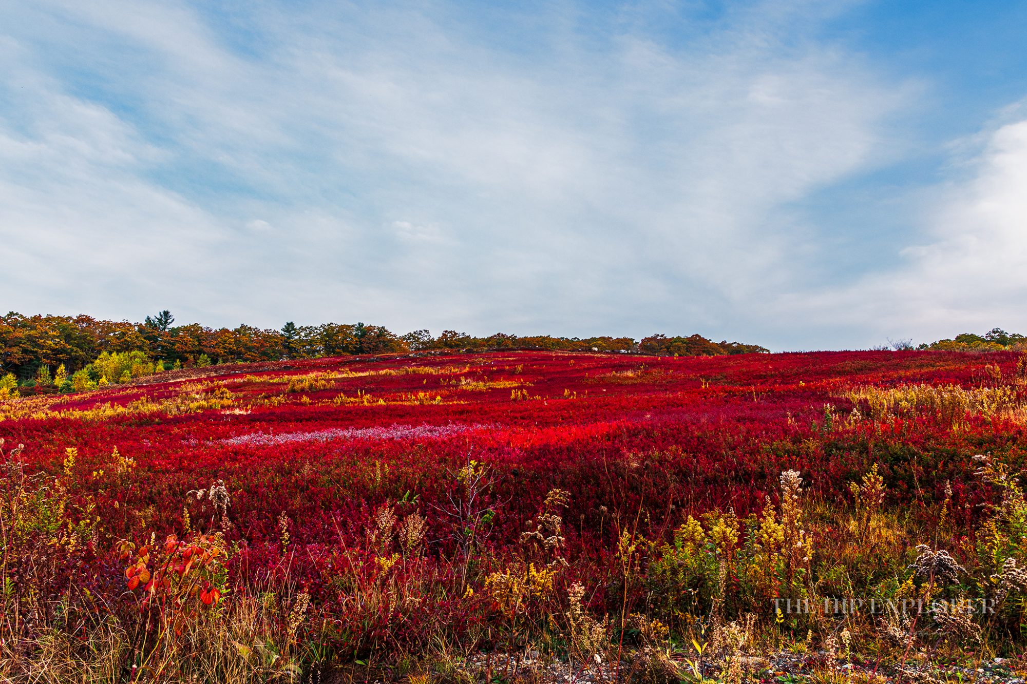 Brilliant red blueberry fields in Northport, Maine, stretch across a hillside under a soft autumn sky.